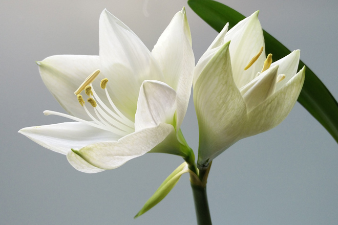 white lilly representing tragic death of Jo Cox