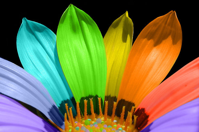 Rainbow coloured flower representing Autism