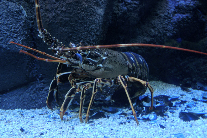spiny lobster copes with stress