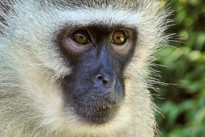 Vervet monkey looking worried