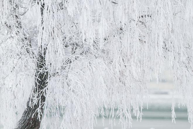 Tree in winter covered in ice